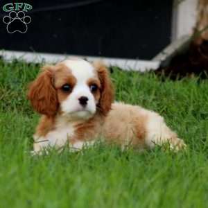 Dash, Cavalier King Charles Spaniel Puppy