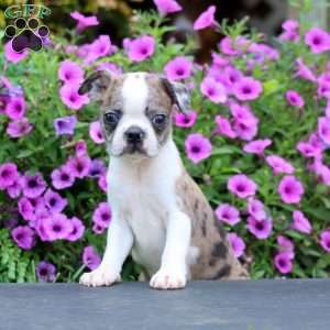 Dash, Boston Terrier Puppy