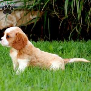 Dash, Cavalier King Charles Spaniel Puppy