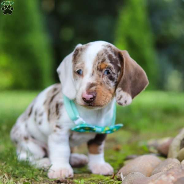Dash, Dachshund Puppy