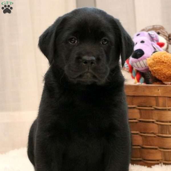 Dash, Black Labrador Retriever Puppy