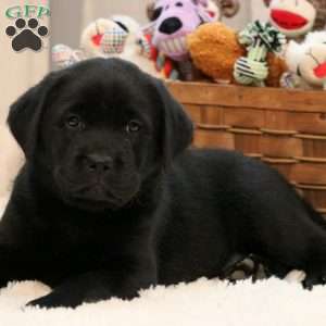 Dash, Black Labrador Retriever Puppy