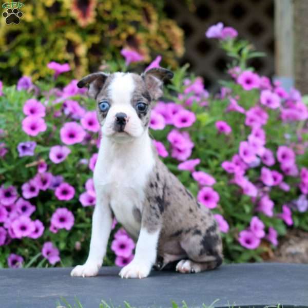 Davey, Boston Terrier Puppy