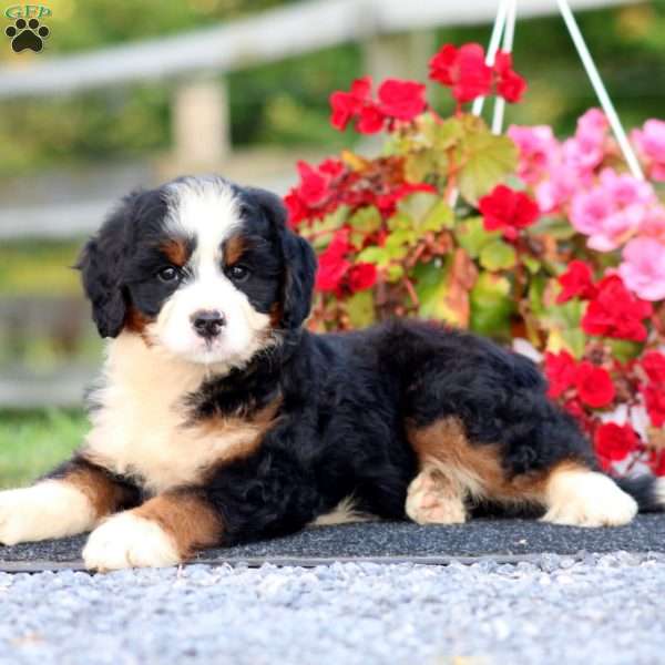 Davey, Bernedoodle Puppy
