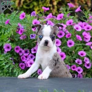 Davey, Boston Terrier Puppy