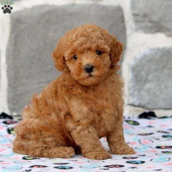 David, Toy Poodle Puppy