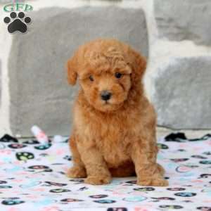 David, Toy Poodle Puppy