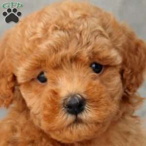 David, Toy Poodle Puppy