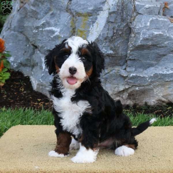 Dawn, Mini Bernedoodle Puppy