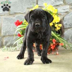 Dawn, Cane Corso Puppy