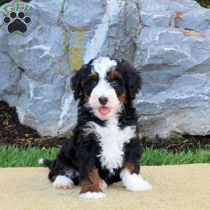 Dawn, Mini Bernedoodle Puppy