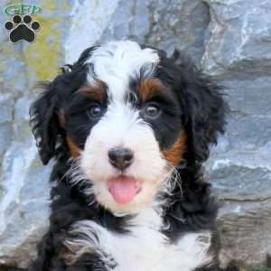 Dawn, Mini Bernedoodle Puppy