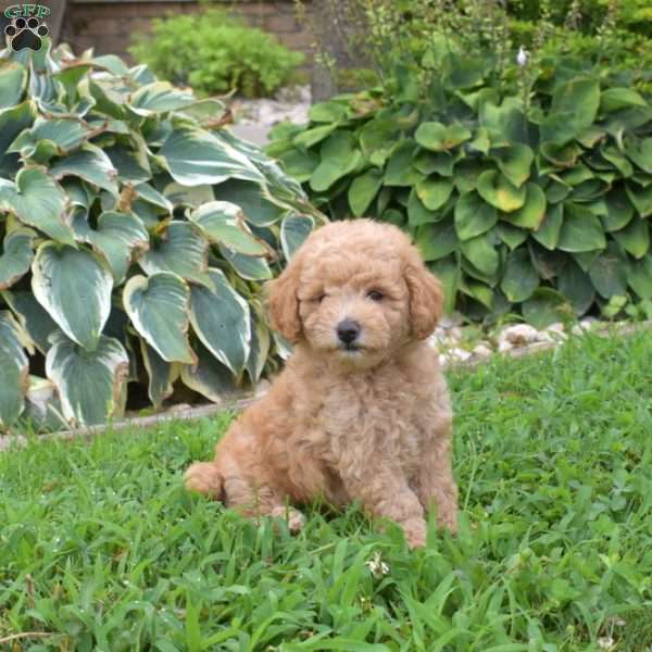 Dawson, Miniature Poodle Puppy