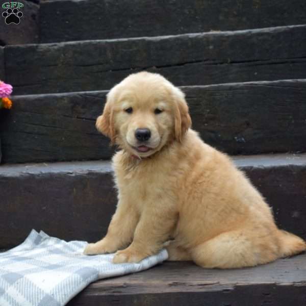 Dawson, Golden Retriever Puppy