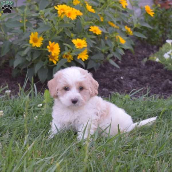 Dawson, Mini Goldendoodle Puppy