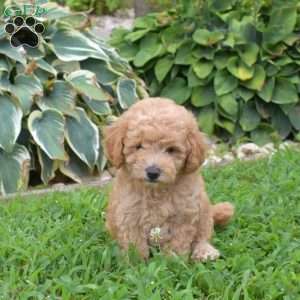Dawson, Miniature Poodle Puppy