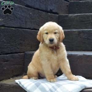 Dawson, Golden Retriever Puppy