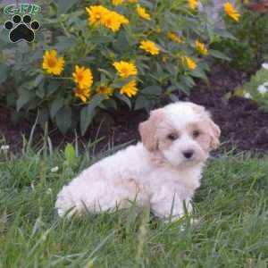 Dawson, Mini Goldendoodle Puppy