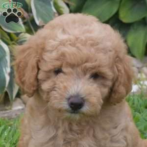Dawson, Miniature Poodle Puppy