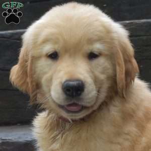Dawson, Golden Retriever Puppy