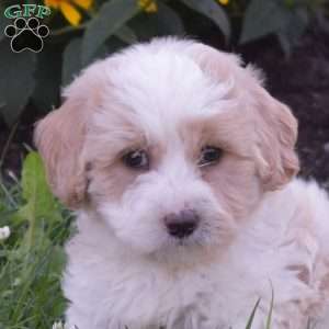Dawson, Mini Goldendoodle Puppy
