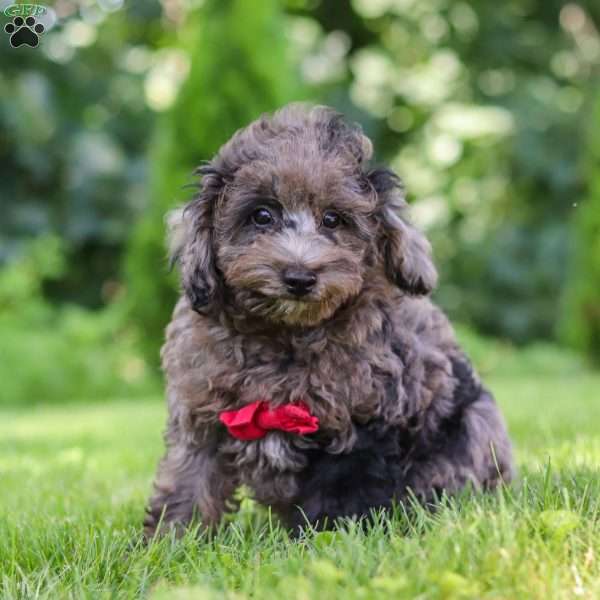 Dayton, Miniature Poodle Puppy