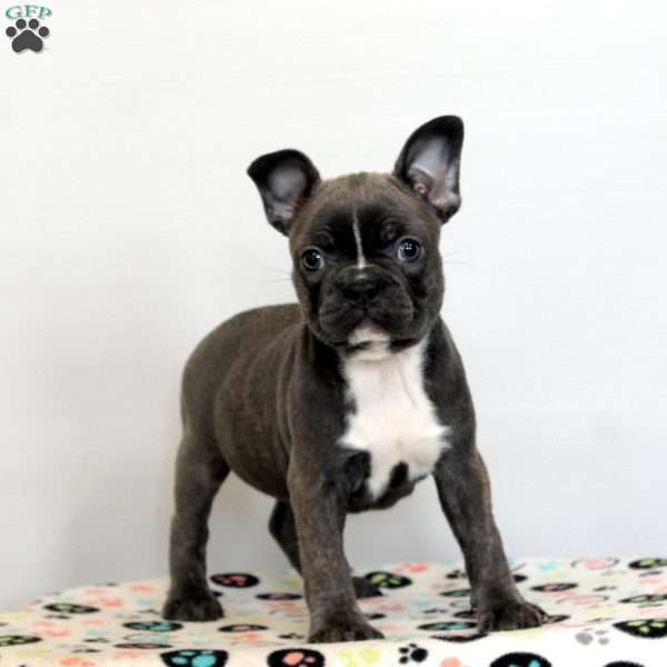 Debbie, Frenchton Puppy