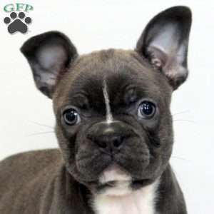 Debbie, Frenchton Puppy