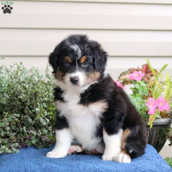 Delilah, Australian Shepherd Puppy