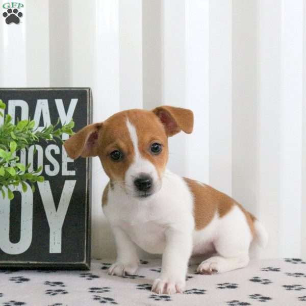 Delilah, Jack Russell Terrier Puppy