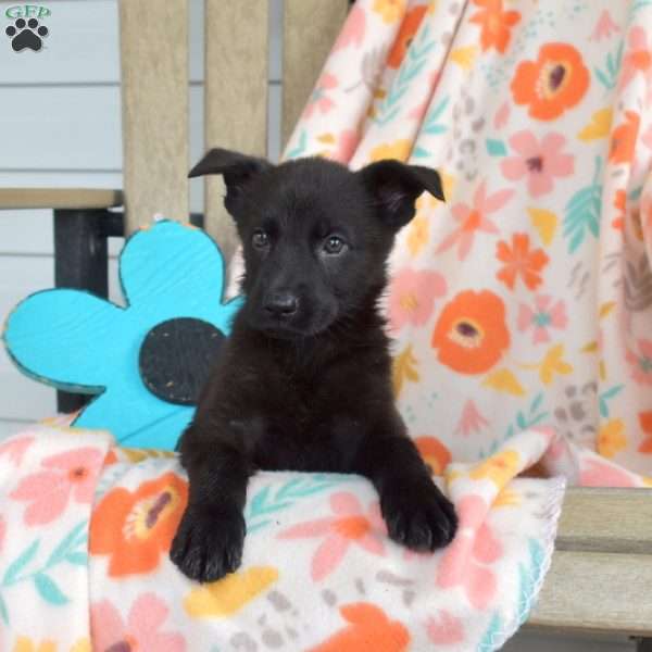 Delilah, German Shepherd Puppy