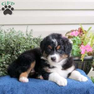 Delilah, Australian Shepherd Puppy