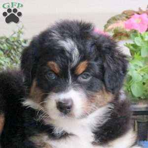 Delilah, Australian Shepherd Puppy