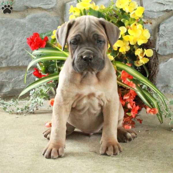 Delta, Cane Corso Puppy