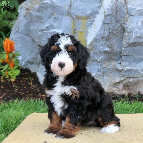Demi, Mini Bernedoodle Puppy