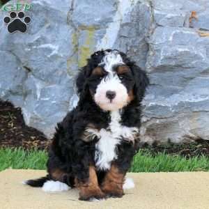 Demi, Mini Bernedoodle Puppy