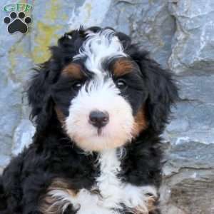 Demi, Mini Bernedoodle Puppy