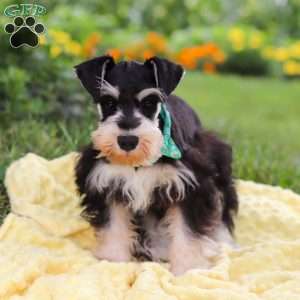 Denver, Miniature Schnauzer Puppy