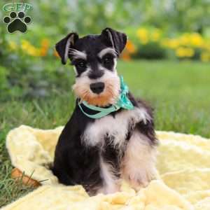 Denver, Miniature Schnauzer Puppy