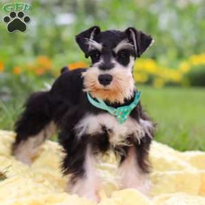 Denver, Miniature Schnauzer Puppy