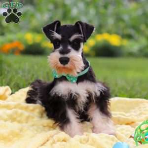 Denver, Miniature Schnauzer Puppy
