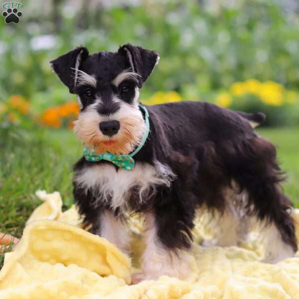 Denver, Miniature Schnauzer Puppy