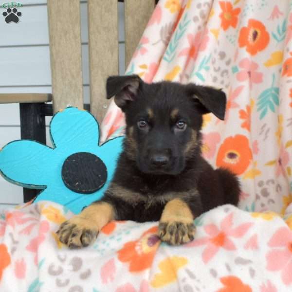 Denver, German Shepherd Puppy
