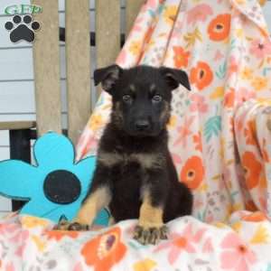 Denver, German Shepherd Puppy