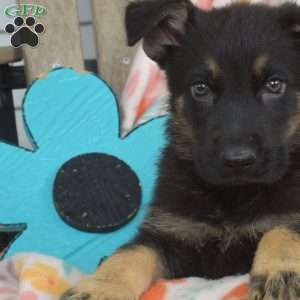 Denver, German Shepherd Puppy