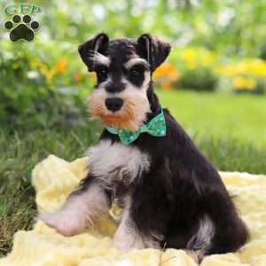 Denver, Miniature Schnauzer Puppy