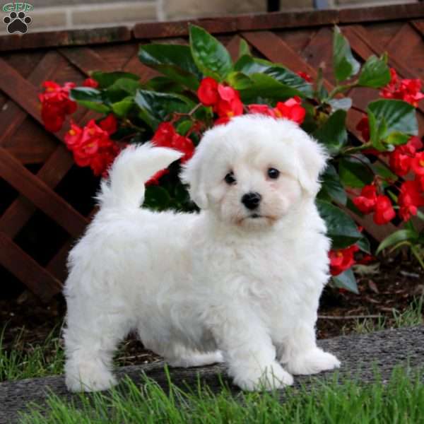 Derek, Bichon Frise Puppy