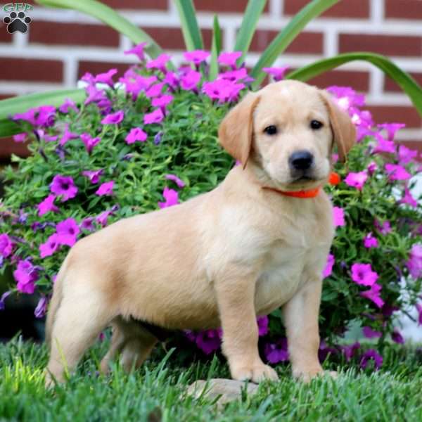 Derek, Fox Red Labrador Retriever Puppy