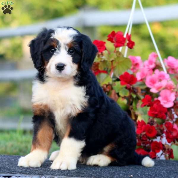Derek, Bernedoodle Puppy