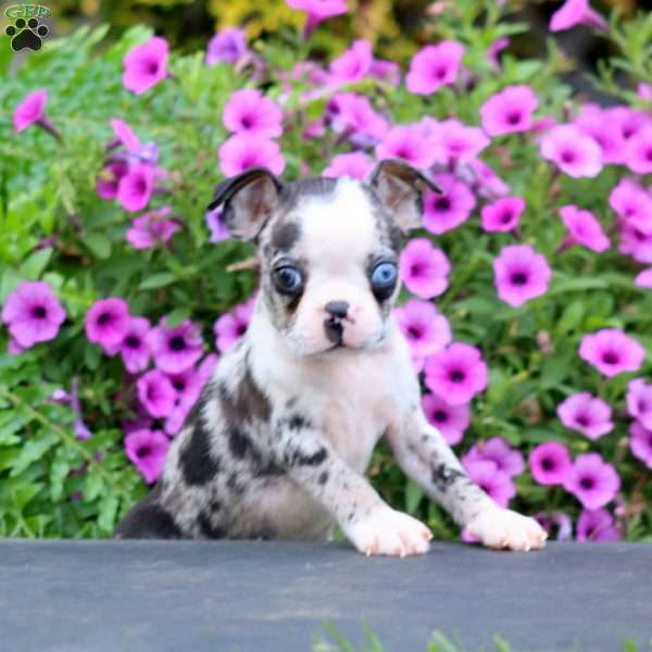 Derek, Boston Terrier Puppy